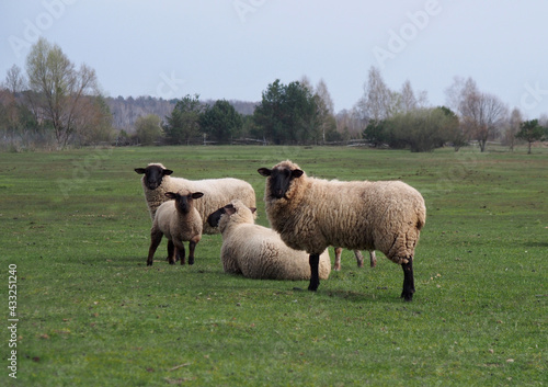 Suffolk sheep group in spring pasture