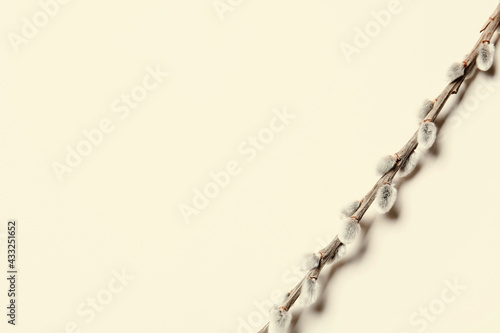 Willow branch on light background