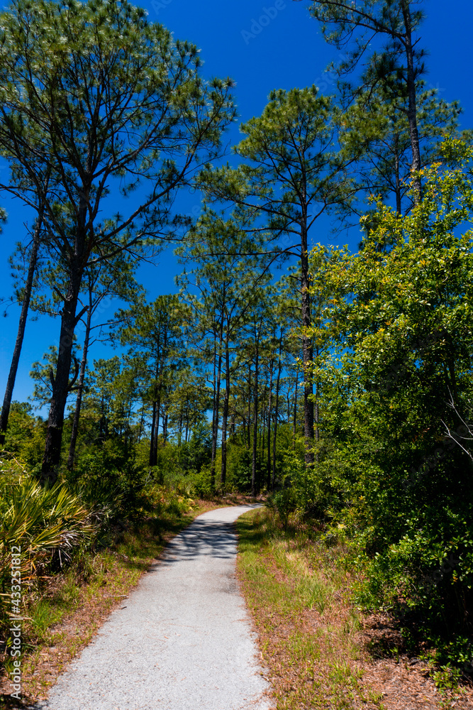 Fototapeta premium path in the woods