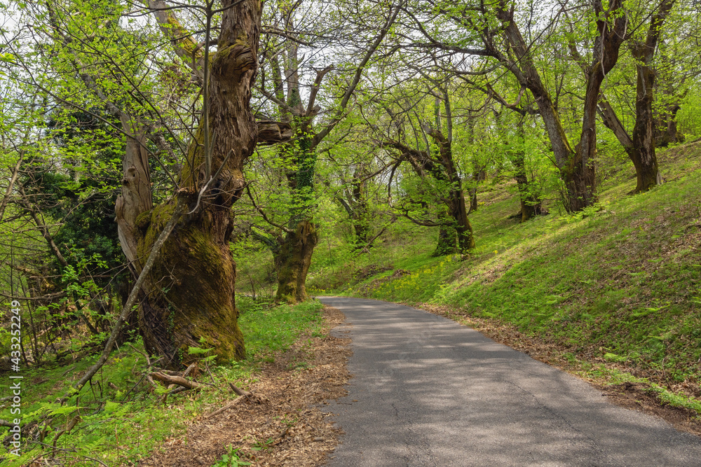 Grove of old chestnut trees ( sweet chestnut, Castanea sativa ) on sunny spring day. Montenegro Grove of old chestnut trees ( sweet chestnut, Castanea sativa ) on sunny spring day. Montenegro