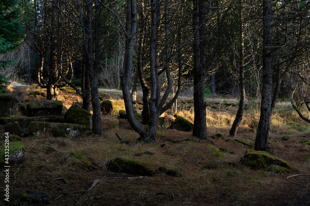 Obraz premium Mysterious dark forest, Iceland. Moss on stones, silhouettes of trees.