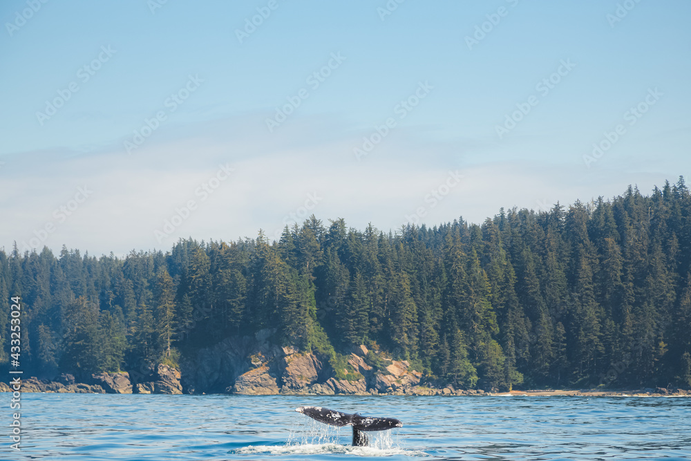 The tail fluke of a Pacific Gray Whale (Eschrichtius robustus) splashes in open ocean water off the wilderness coast of Vancouver Island, BC, Canada near Port Renfrew.