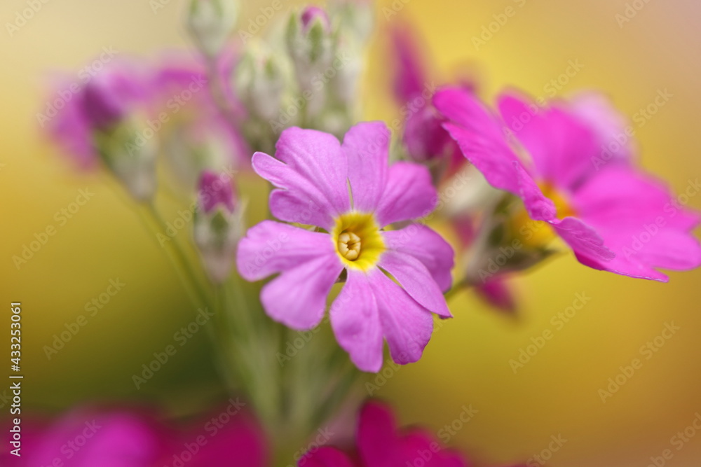 close up of purple flower close up of purple flower