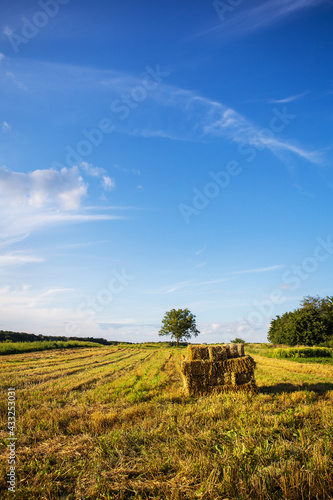 A field of straw bales in the garden. Agriculture. Summer  beautiful clouds.