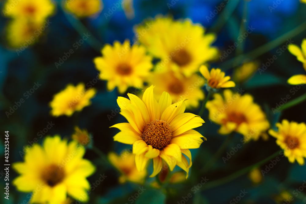yellow wild flowers similar to daisies yellow wild flowers similar to daisies