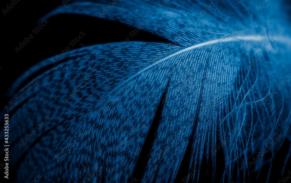 blue duck feather on black isolated background