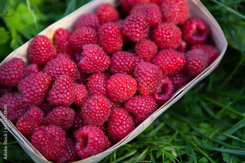 Fresh sweet juicy raspberries in a wooden basket stands close-up on the green grass. Summer, vacation, warm. View from above. Fresh sweet juicy raspberries in a wooden basket stands close-up on the green grass. Summer, vacation, warm. View from above.