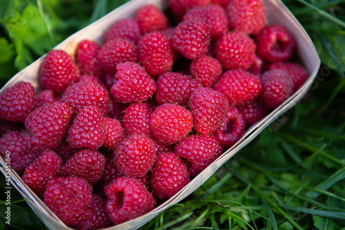 Fresh sweet juicy raspberries in a wooden basket stands close-up on the green grass. Summer, vacation, warm. View from above.