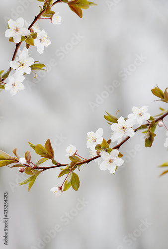 branches with white delicate spring flowers of fruit tree. Cherry flowering. Delicate artistic photo. selective focus. 