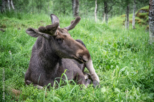 Elch in Norwegen