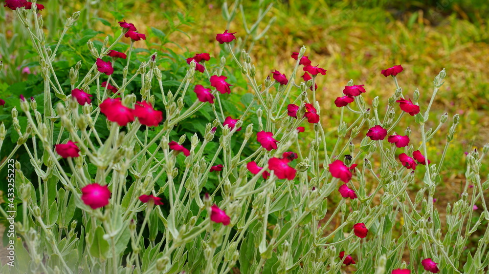 정원에 핀 작은 봄꽃들,사계패랭이,덩이괭이밥,괴불주머니,우단동자