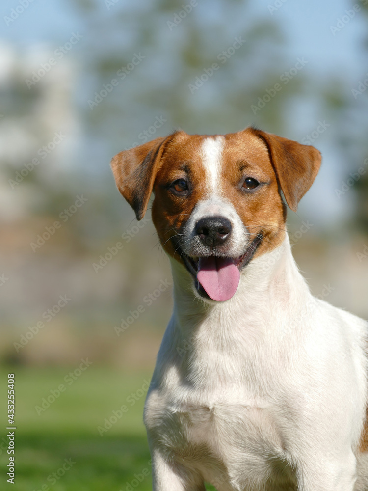 Jack Russell Terrier Close Up.