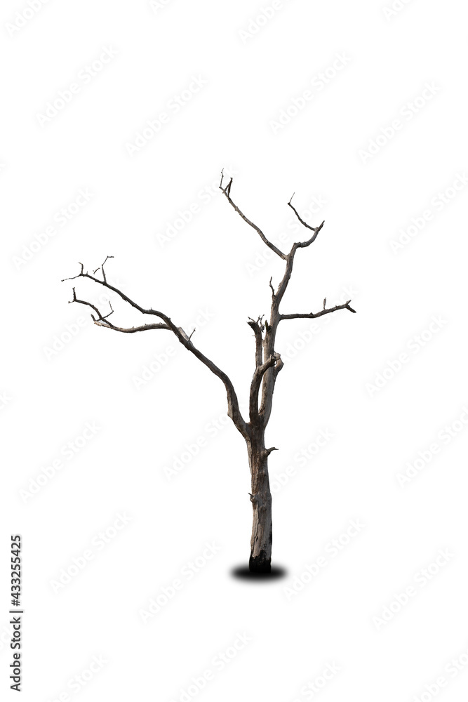 Dead tree on the white background Dead tree on the white background
