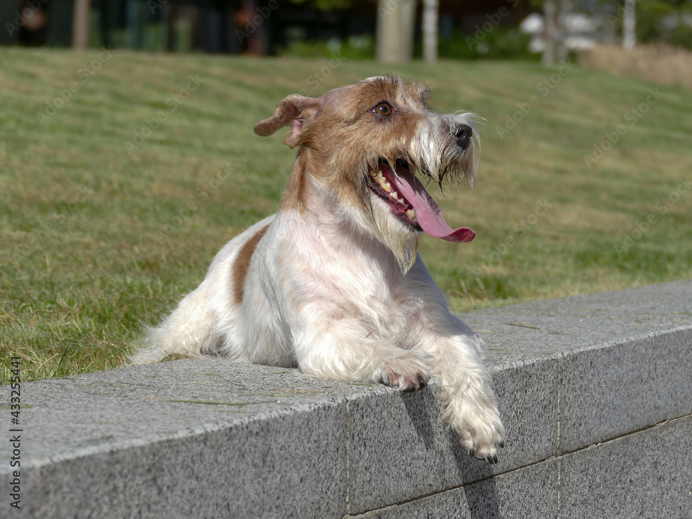 Jack Russell Terrier Close Up.