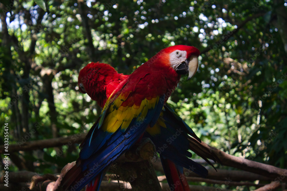 Obraz premium par de guacamayas rojas paradas en un tronco con filtraciones de luz sobre ellas