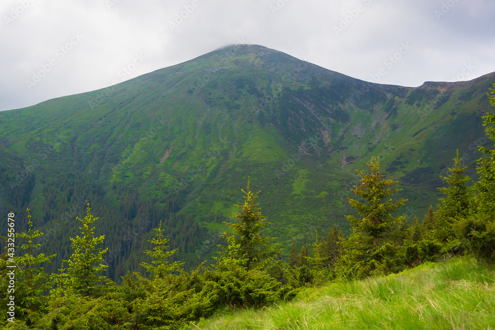 Obraz premium Summer time, Carpathian mountains