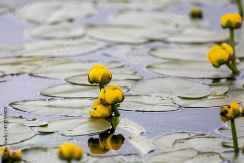 yellow water-lily photo