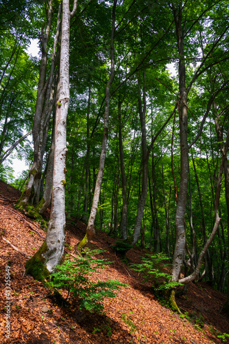 Beautiful forest in the morning. Carpathian mountains