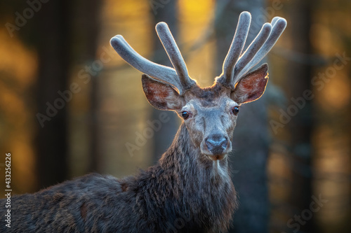 Big and beautiful red deer during the deer rut in the nature habitat in Czech Republic. European wildlife and wild Europa.  photo