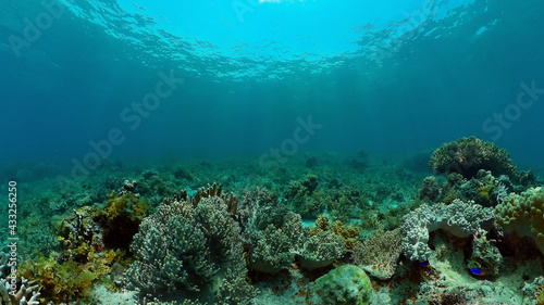 Coral reef underwater with fishes and marine life. Coral reef and tropical fish. Philippines.