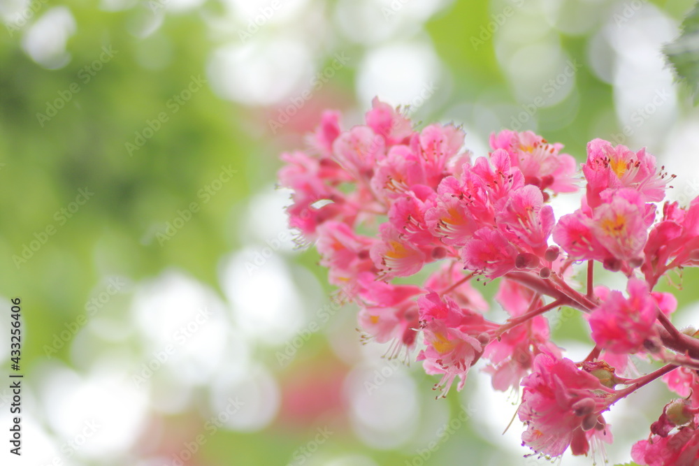 Fototapeta premium ベニバナトチノキ