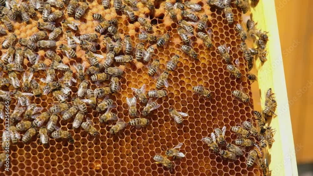 Close-up shot of beekeeper showing honeycomb frame with working bees making honey. Apiculture. Natural product. Beeswax. Bee farm. Honey production technology and manual work in the apiary. Close-up shot of beekeeper showing honeycomb frame with working bees making honey. Apiculture. Natural product. Beeswax. Bee farm. Honey production technology and manual work in the apiary.