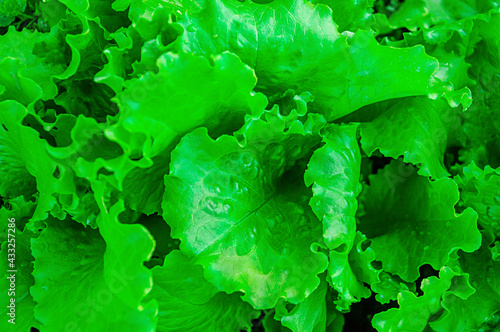 Green lettuce leaves on the garden bed in the vegetable field. Lettuce in the garden. Gardening. Background with green salad in the open field, close-up. Lactuca sativa green leaves. Top view.