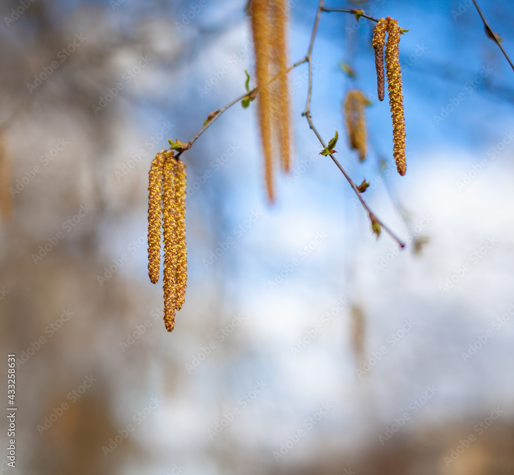 Naklejka premium Nice sunny view of the birch branches. Buds and bright green, small leaves thrives. Decorative birch flower- long, slender catkins hang on tree branches. The arrival of spring, seasonal allergies.
