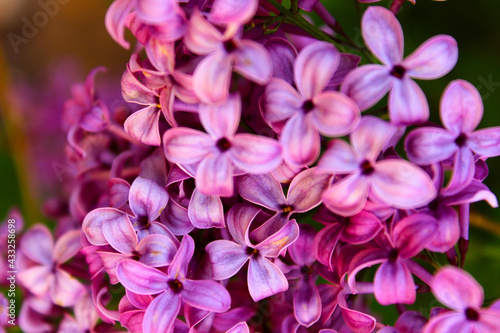 Lilacs © Katherine