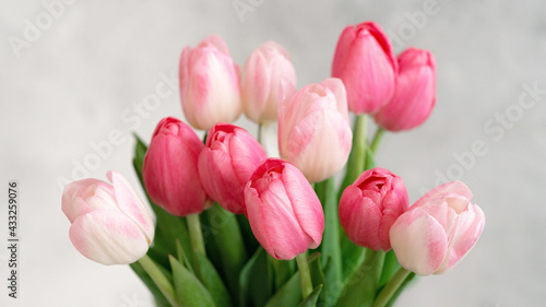 Fototapeta Naklejka Na Ścianę i Meble -  A bouquet of delicate pink tulips for the holiday. Mother's day, birthday, valentine's day. tender greeting card. soft selective focus.