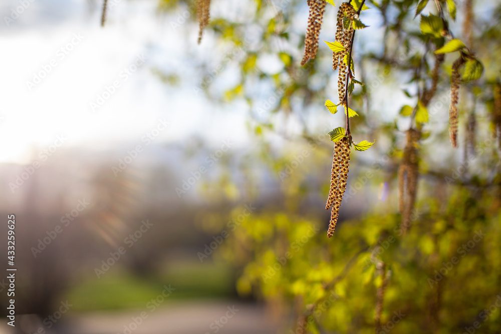 Nice sunny view of the birch branches. Buds and bright green, small leaves thrives. Decorative birch flower- long, slender catkins hang on tree branches. The arrival of spring, seasonal allergies. Nice sunny view of the birch branches. Buds and bright green, small leaves thrives. Decorative birch flower- long, slender catkins hang on tree branches. The arrival of spring, seasonal allergies.