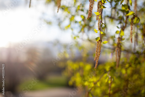Nice sunny view of the birch branches. Buds and bright green, small leaves thrives. Decorative birch flower- long, slender catkins hang on tree branches. The arrival of spring, seasonal allergies. © Анатолий Савицкий