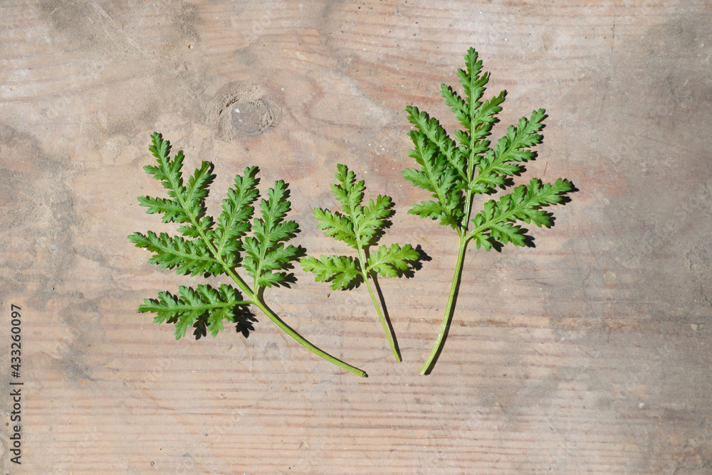 Artemisia annua quin hao, einjähriger Beifuß, Heilpflanze, Blätter Artemisia annua quin hao, einjähriger Beifuß, Heilpflanze, Blätter