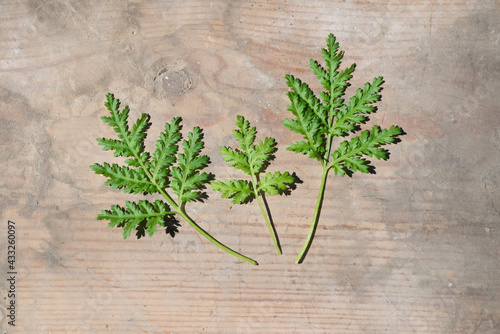 Artemisia annua quin hao, einjähriger Beifuß, Heilpflanze, Blätter photo