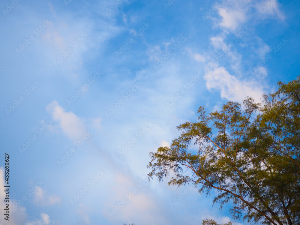 Bright sky background with trees Bright sky background with trees