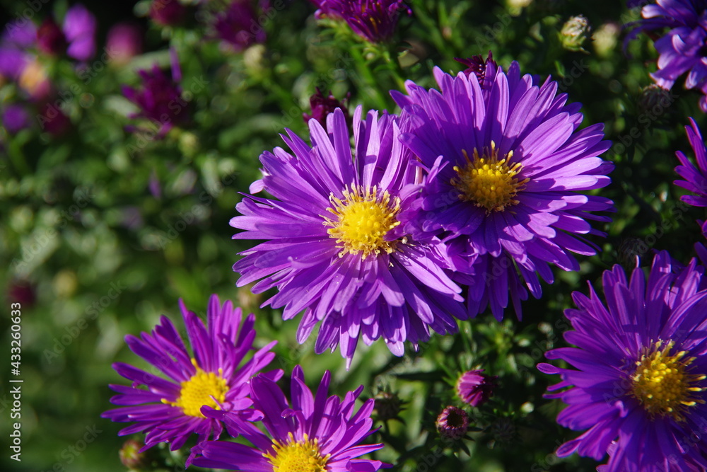 Blüten (1) Blüten (1)