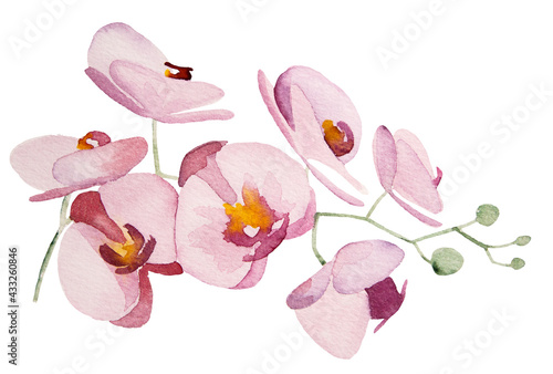 Wallpaper Mural Watercolor pink orchids tropical flowers Illustrations