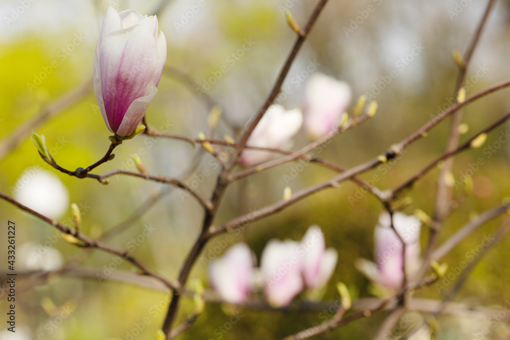 Branch with magnolia flowers. Magnolia flower bud in early spring. Selective focus. Blurred background. Branch with magnolia flowers. Magnolia flower bud in early spring. Selective focus. Blurred background.