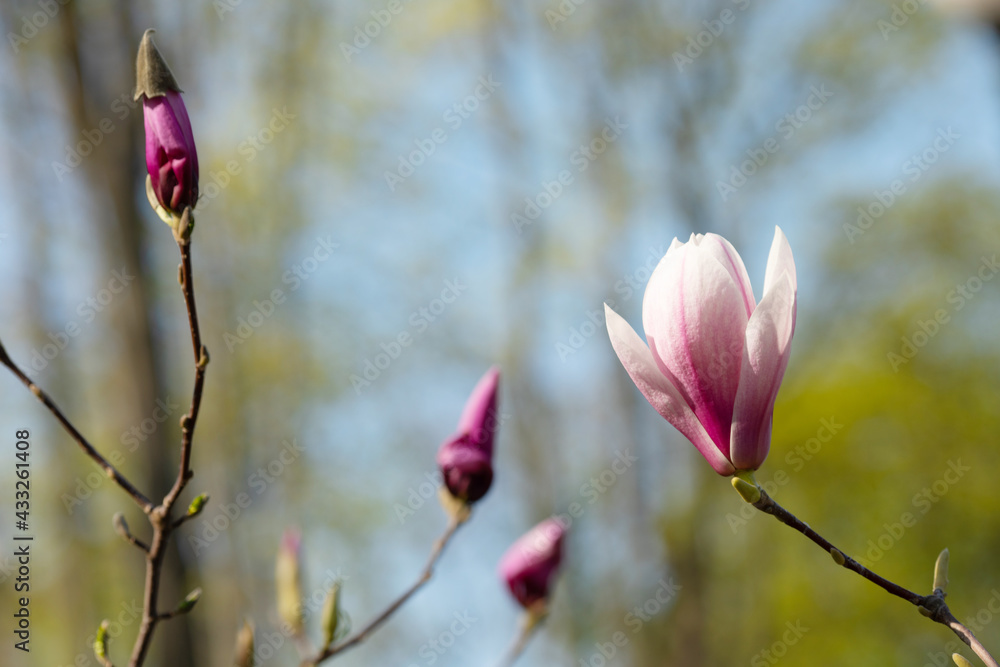 Branch with magnolia flowers. Magnolia flower bud in early spring. Selective focus. Blurred background. Branch with magnolia flowers. Magnolia flower bud in early spring. Selective focus. Blurred background.