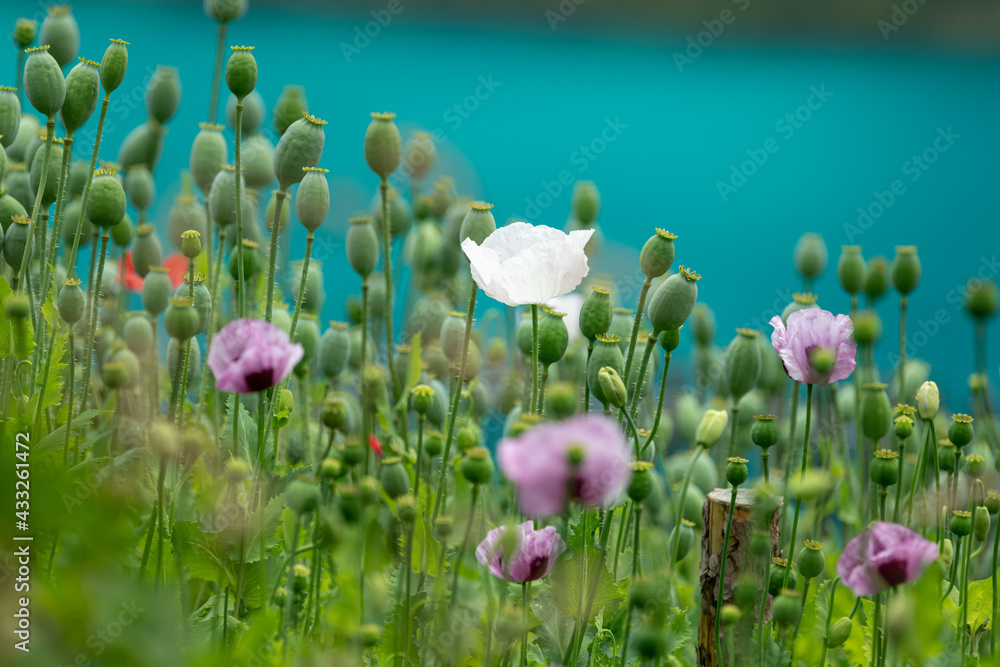 Closeup of a colorful flowering poppy field