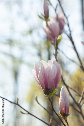 Branch with magnolia flowers. Magnolia flower bud in early spring. Selective focus. Blurred background. © lashkhidzetim