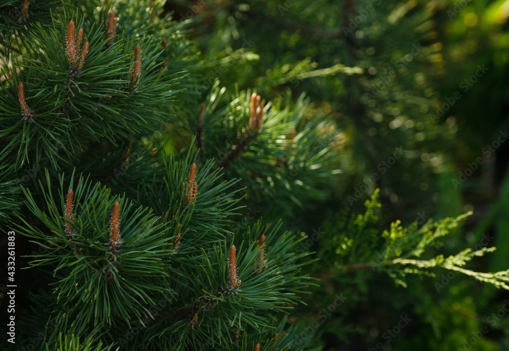Fir tree brunch close up. Shallow focus. Fluffy fir tree brunch close up. Christmas wallpaper concept. Copy space. Fir tree brunch close up. Shallow focus. Fluffy fir tree brunch close up. Christmas wallpaper concept. Copy space.