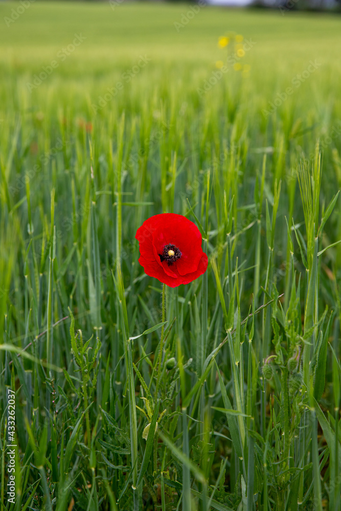 red poppy in a wheat field