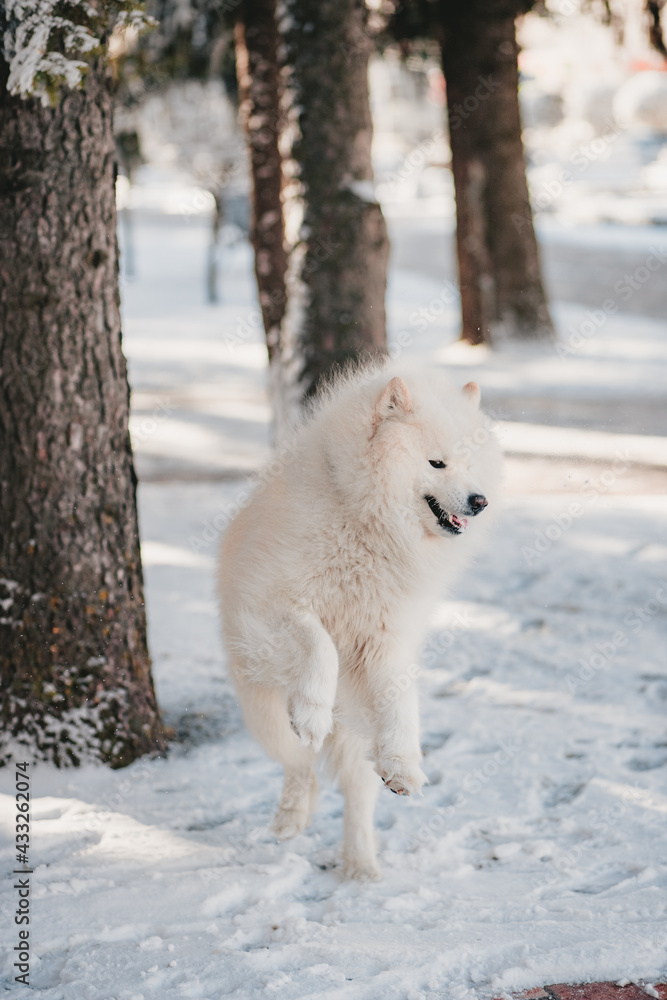 Samoyed dog on winter walk Samoyed dog on winter walk