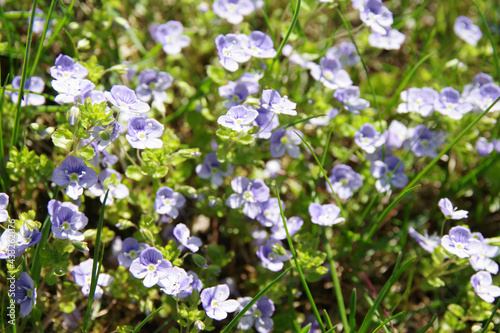 Background of blue meadow flowers in green grass. Summer wildflowers. Closeup