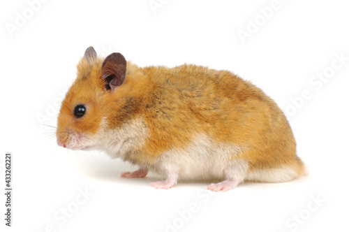 Cute funny syrian hamster on white