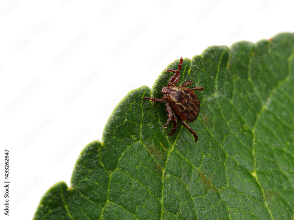 Tick insect sitting on a green leaf Tick insect sitting on a green leaf