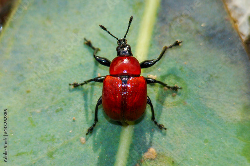 Oak Leaf-Roller (Attelabus nitens)