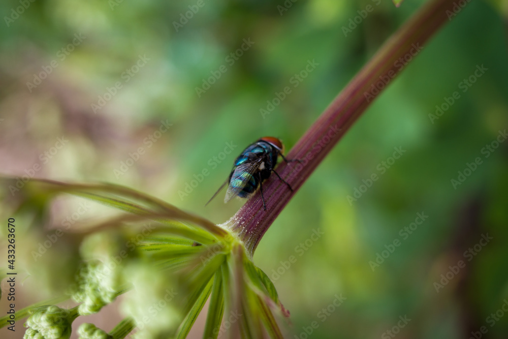 Lucilia sericata fly on a green leaf Lucilia sericata fly on a green leaf