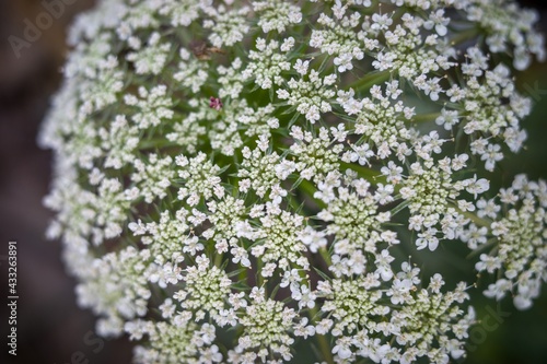 Cnidium flowers in the garden